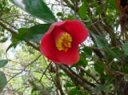 camellia japonica